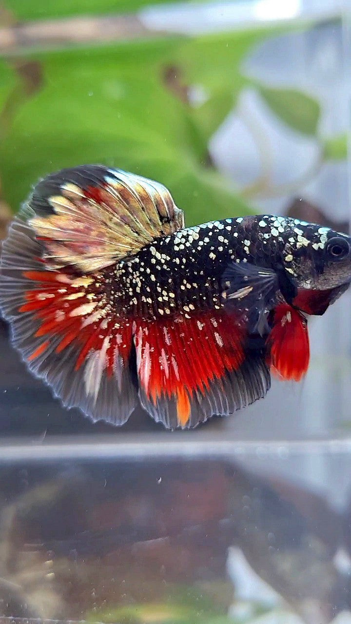 LUXURY HALFMOON ROSETAIL BLACKSTAR COPPER AVATAR GOLD VAMPIRE BETTA FISH