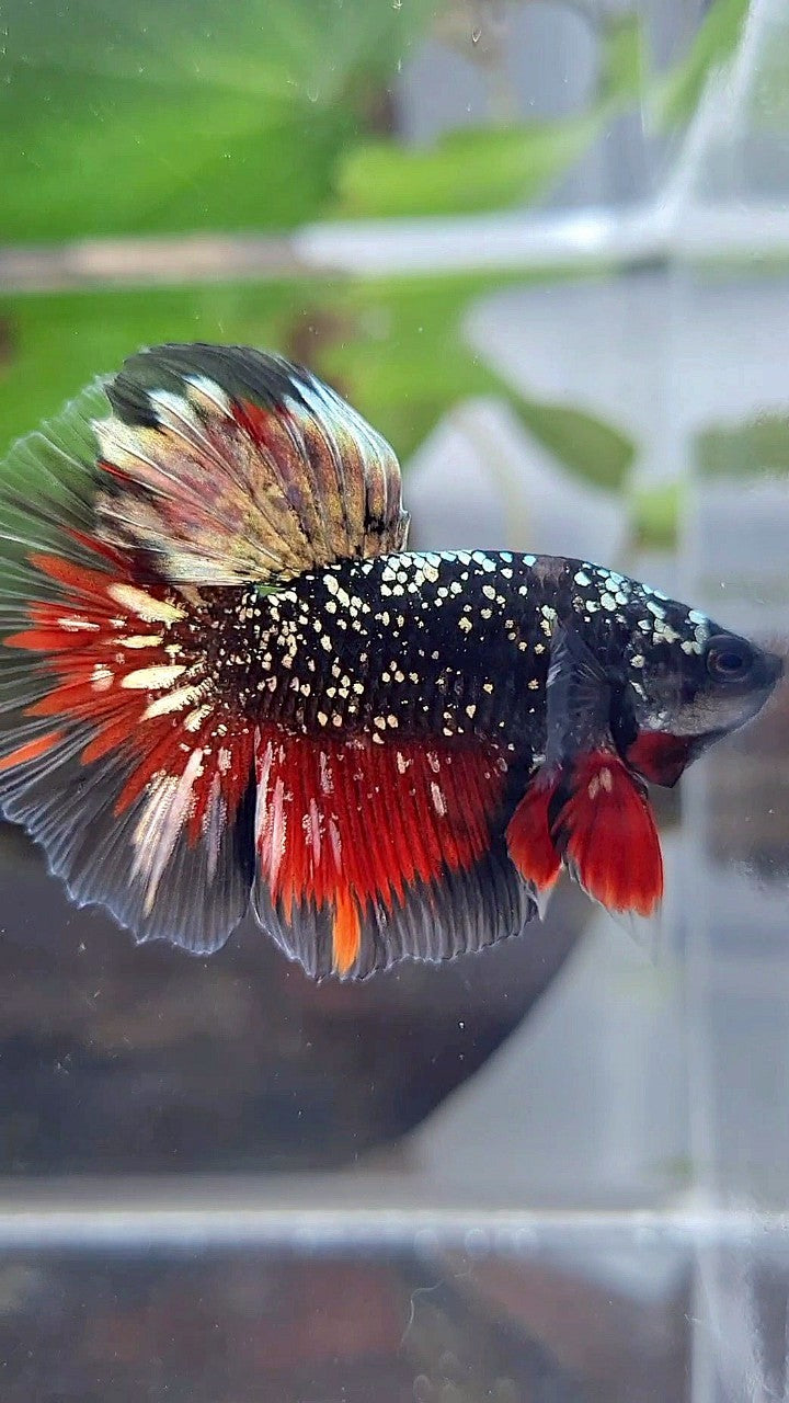 LUXURY HALFMOON ROSETAIL BLACKSTAR COPPER AVATAR GOLD VAMPIRE BETTA FISH