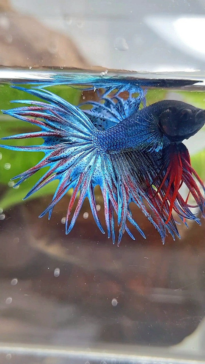 KING CROWNTAIL BLUE GREEN RED BETTA FISH