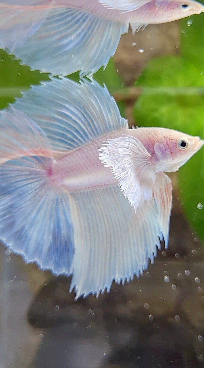 LUXURY HALFMOON DOUBLE TAIL DUMBO EAR SUPER WHITE OPAQUE BETTA FISH