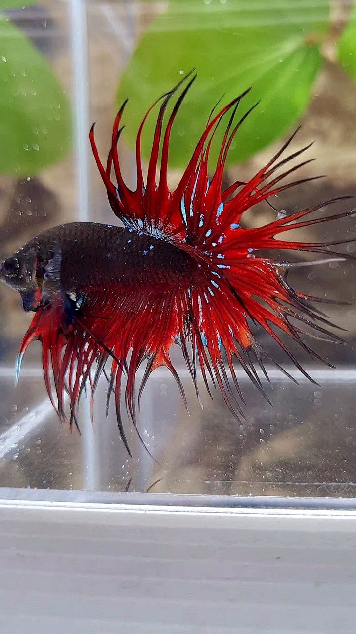 LUXURY CROWNTAIL BLACK GALAXY AVATAR RED VAMPIRE BETTA FISH