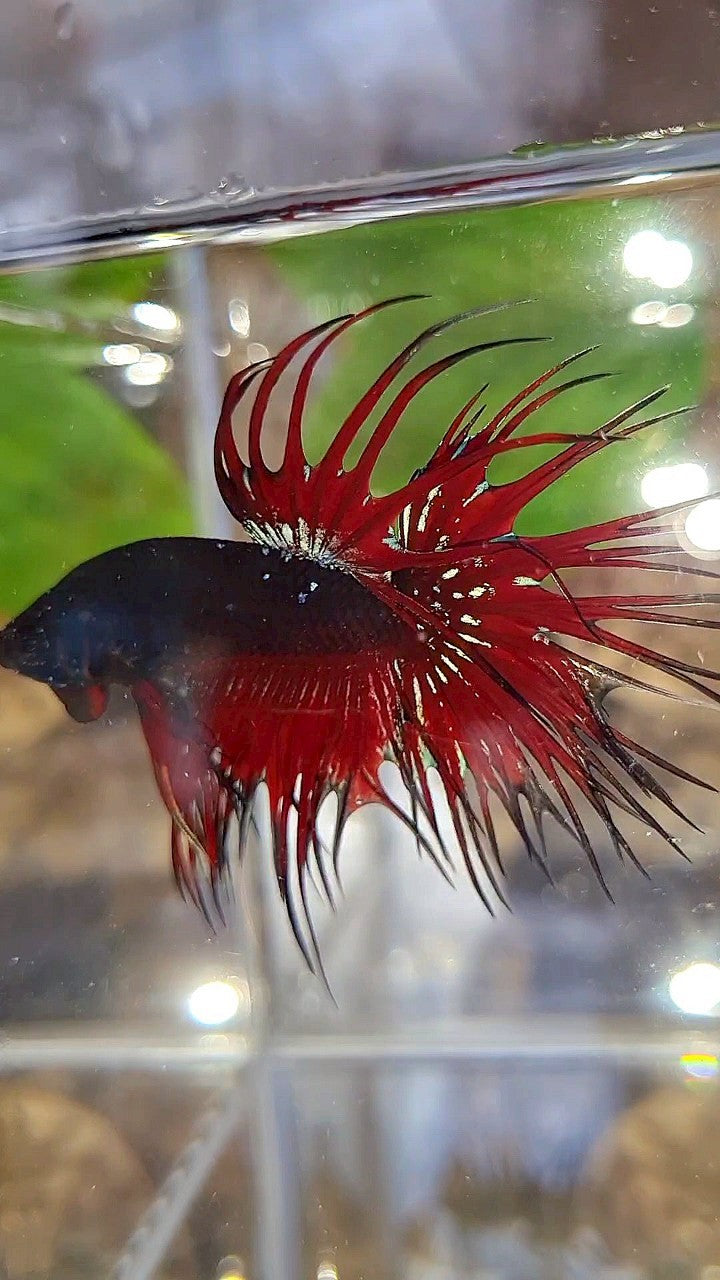LUXURY CROWNTAIL BLACK GALAXY AVATAR RED VAMPIRE BETTA FISH