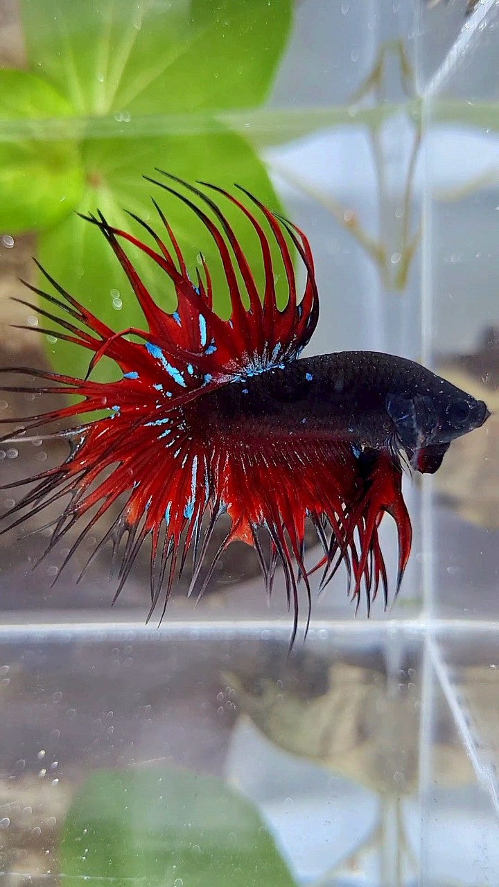 LUXURY CROWNTAIL BLACK GALAXY AVATAR RED VAMPIRE BETTA FISH