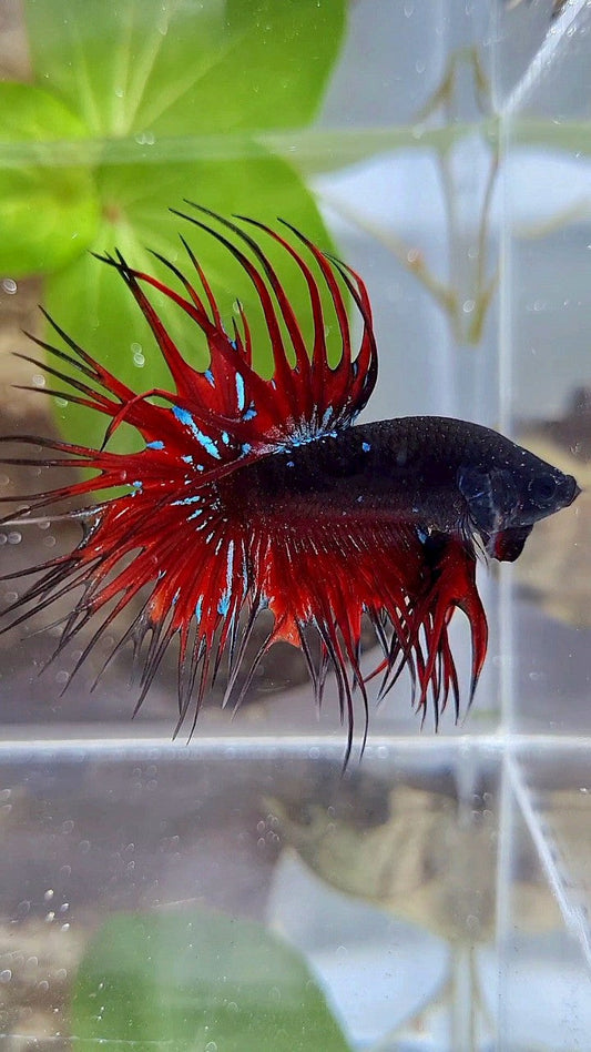 LUXURY CROWNTAIL BLACK GALAXY AVATAR RED VAMPIRE BETTA FISH