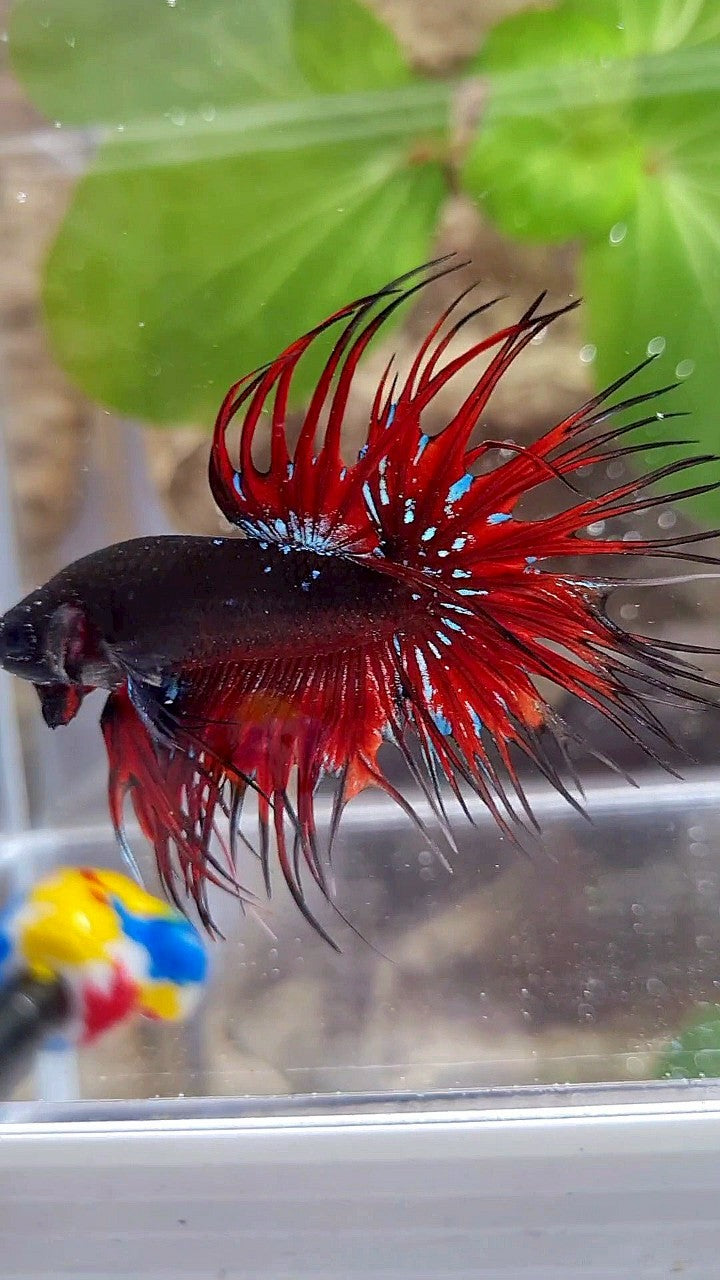 LUXURY CROWNTAIL BLACK GALAXY AVATAR RED VAMPIRE BETTA FISH