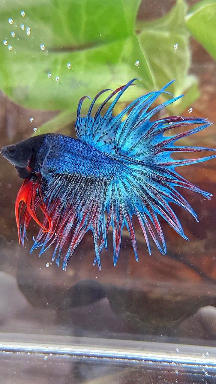 KING CROWNTAIL BLUE GREEN RED BETTA FISH