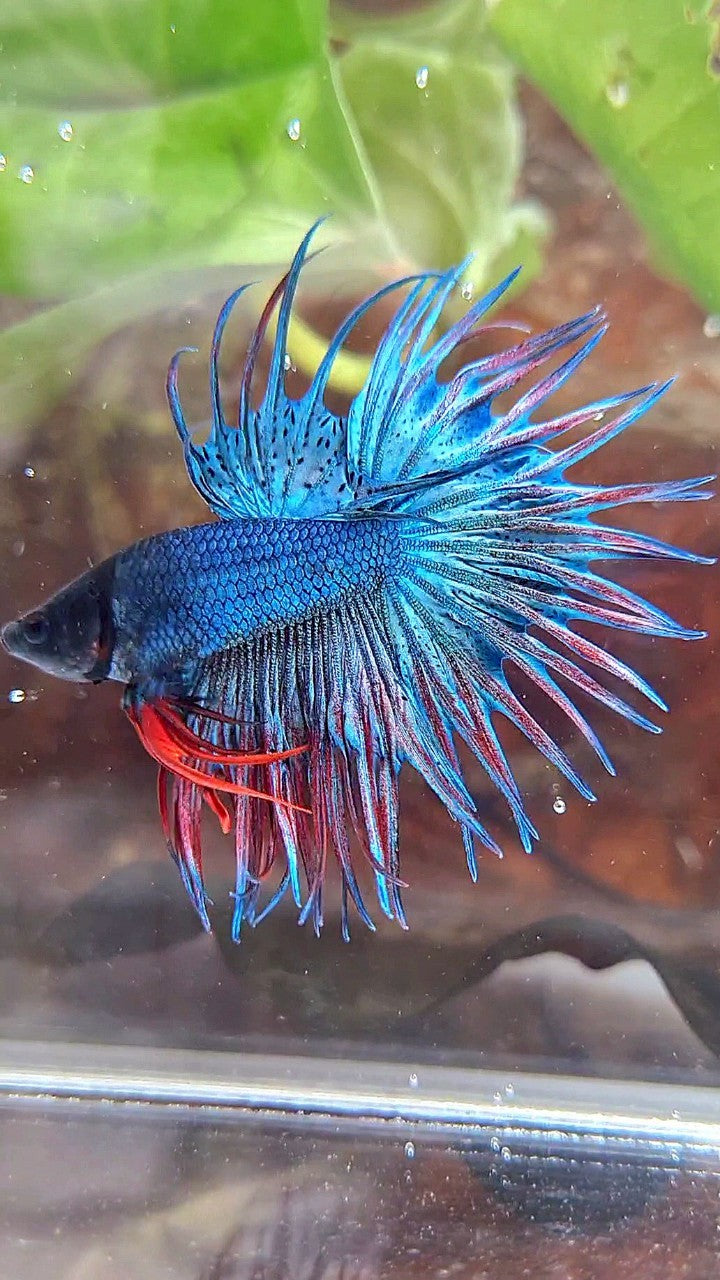 KING CROWNTAIL BLUE GREEN RED BETTA FISH