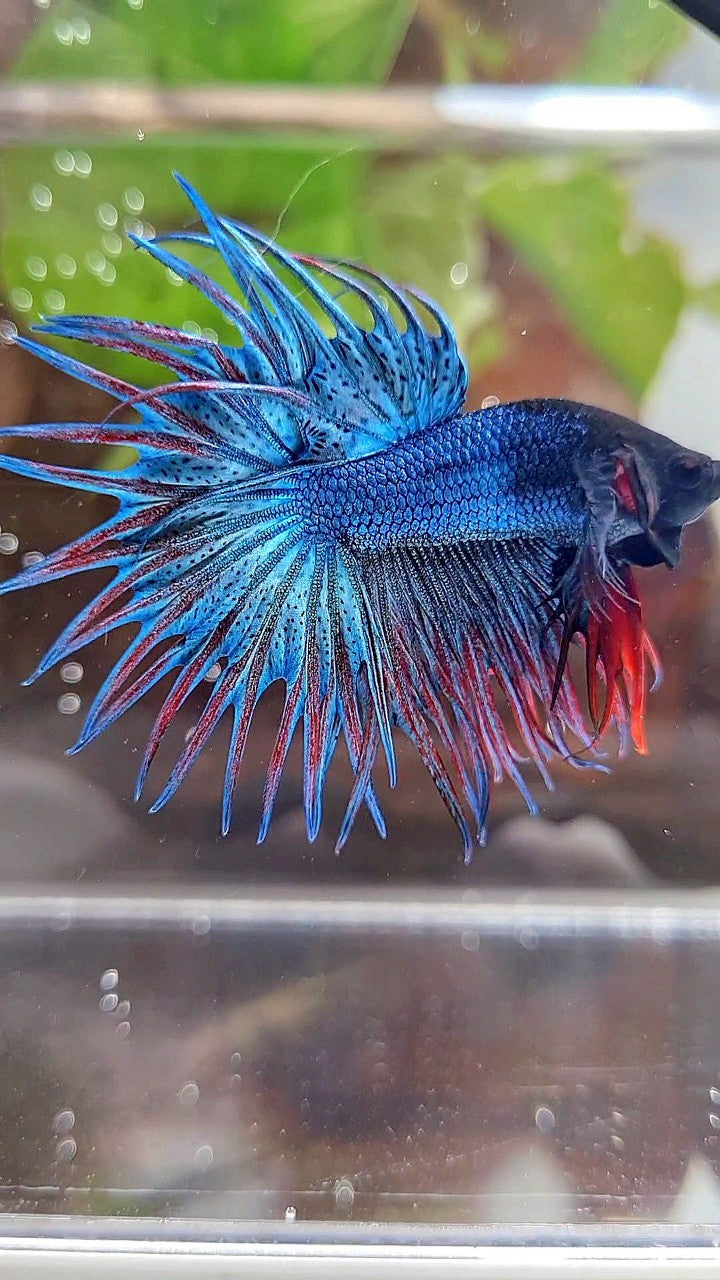 KING CROWNTAIL BLUE GREEN RED BETTA FISH