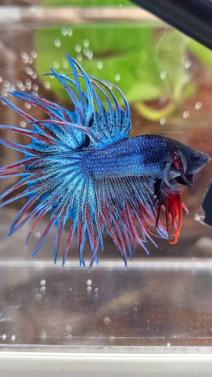 KING CROWNTAIL BLUE GREEN RED BETTA FISH