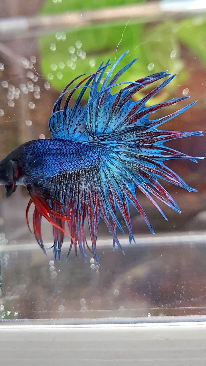 KING CROWNTAIL BLUE GREEN RED BETTA FISH
