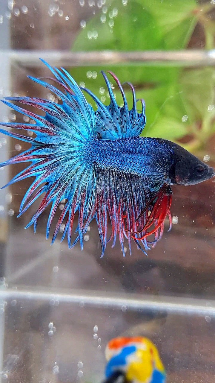 KING CROWNTAIL BLUE GREEN RED BETTA FISH