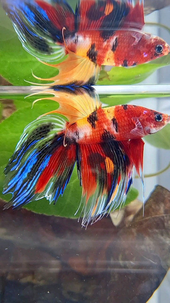 VEILTAIL CROWNTAIL SUPER MULTICOLOR BETTA FISH