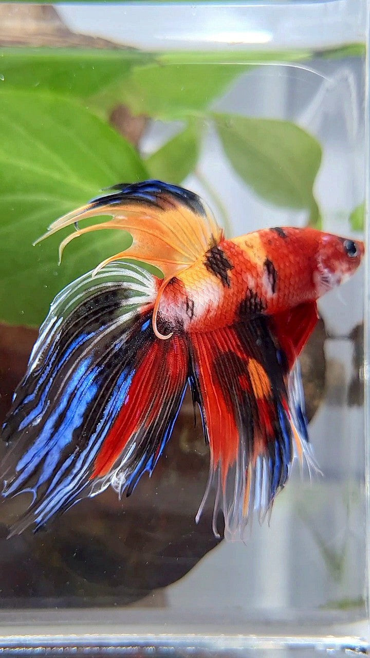 VEILTAIL CROWNTAIL SUPER MULTICOLOR BETTA FISH