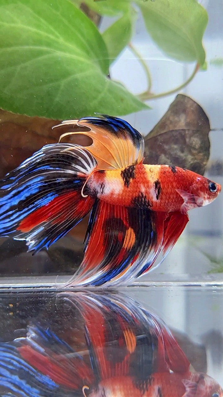 VEILTAIL CROWNTAIL SUPER MULTICOLOR BETTA FISH