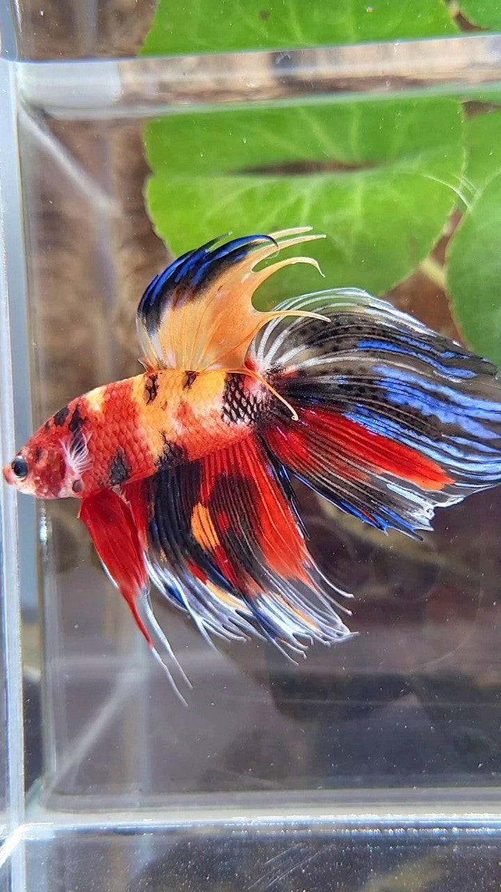 VEILTAIL CROWNTAIL SUPER MULTICOLOR BETTA FISH