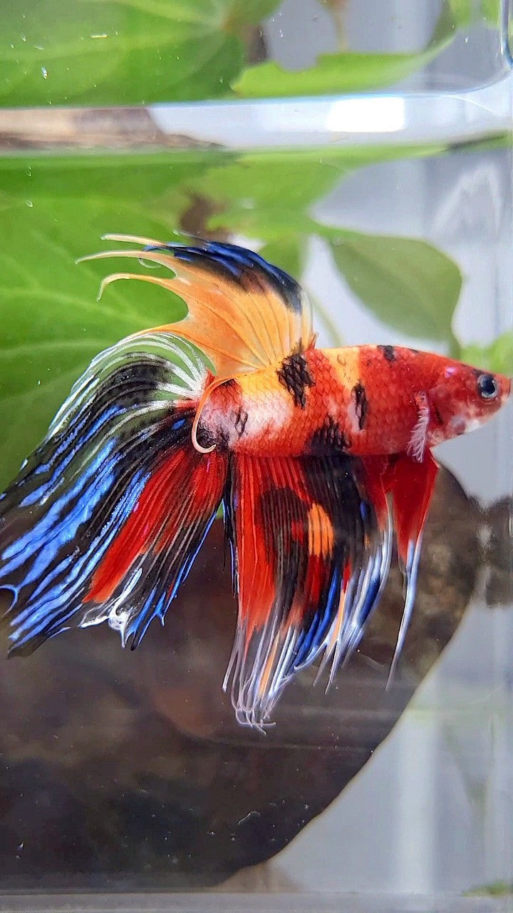 VEILTAIL CROWNTAIL SUPER MULTICOLOR BETTA FISH
