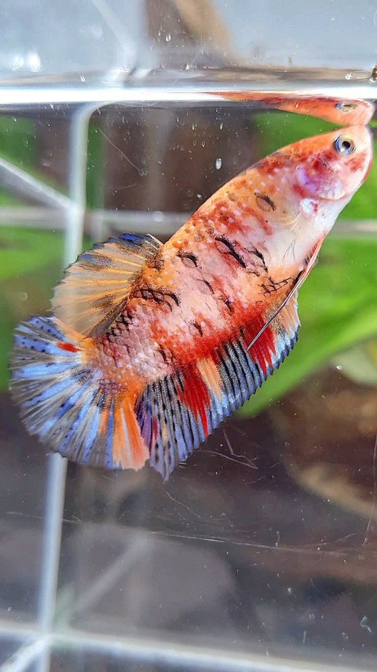 FEMALE GIANT ORANGE YELLOW FANCY MULTICOLOR BETTA FISH