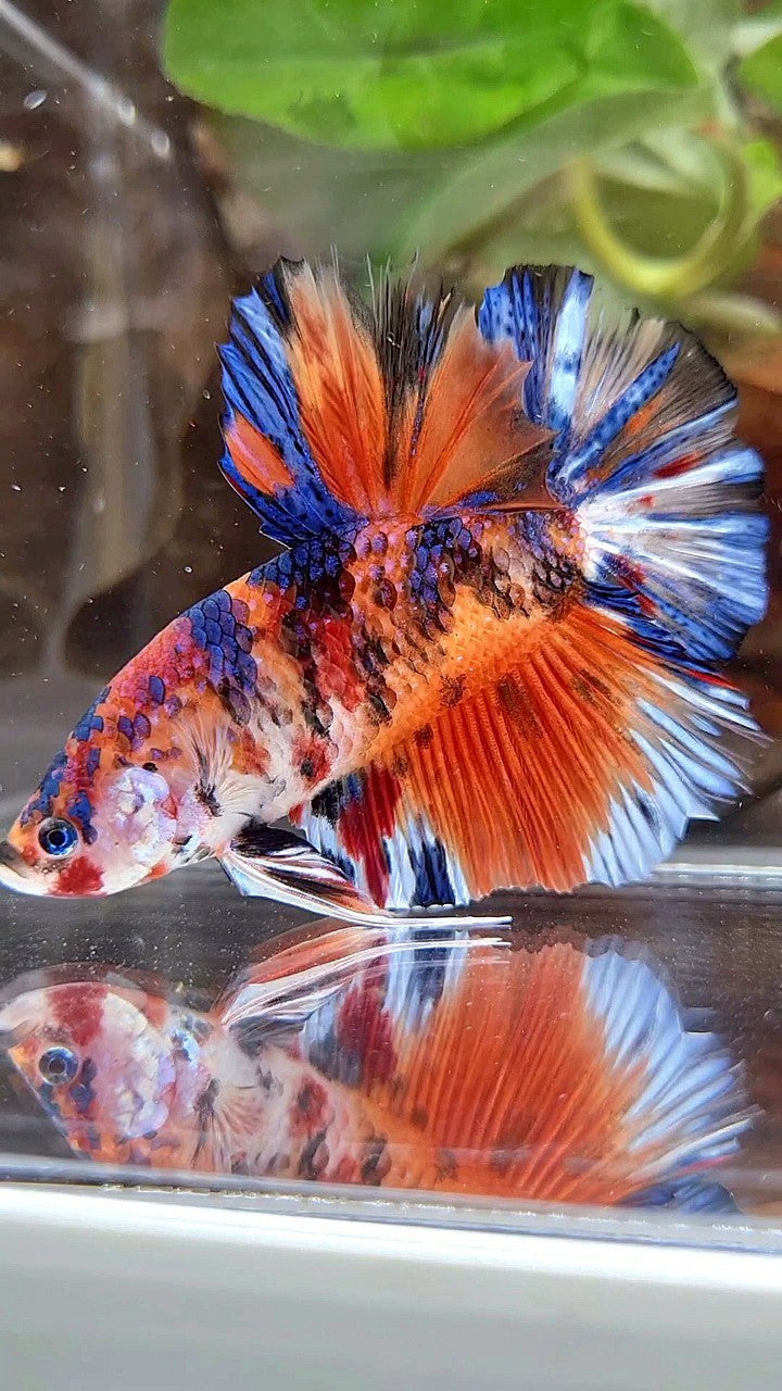 GIANT HMPK BO 5,5CM+ ORANGE KOI MULTICOLOR BETTA FISH