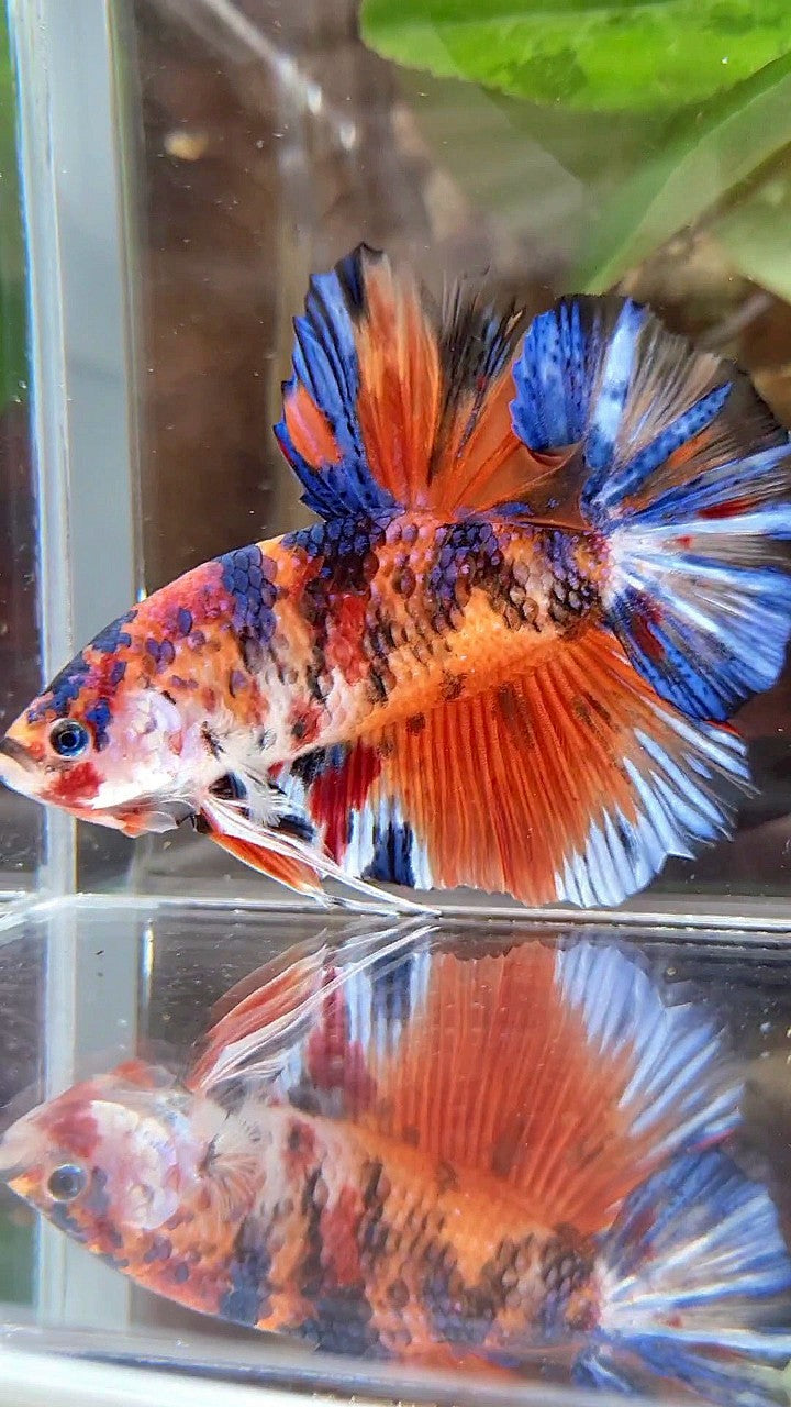 GIANT HMPK BO 5,5CM+ ORANGE KOI MULTICOLOR BETTA FISH