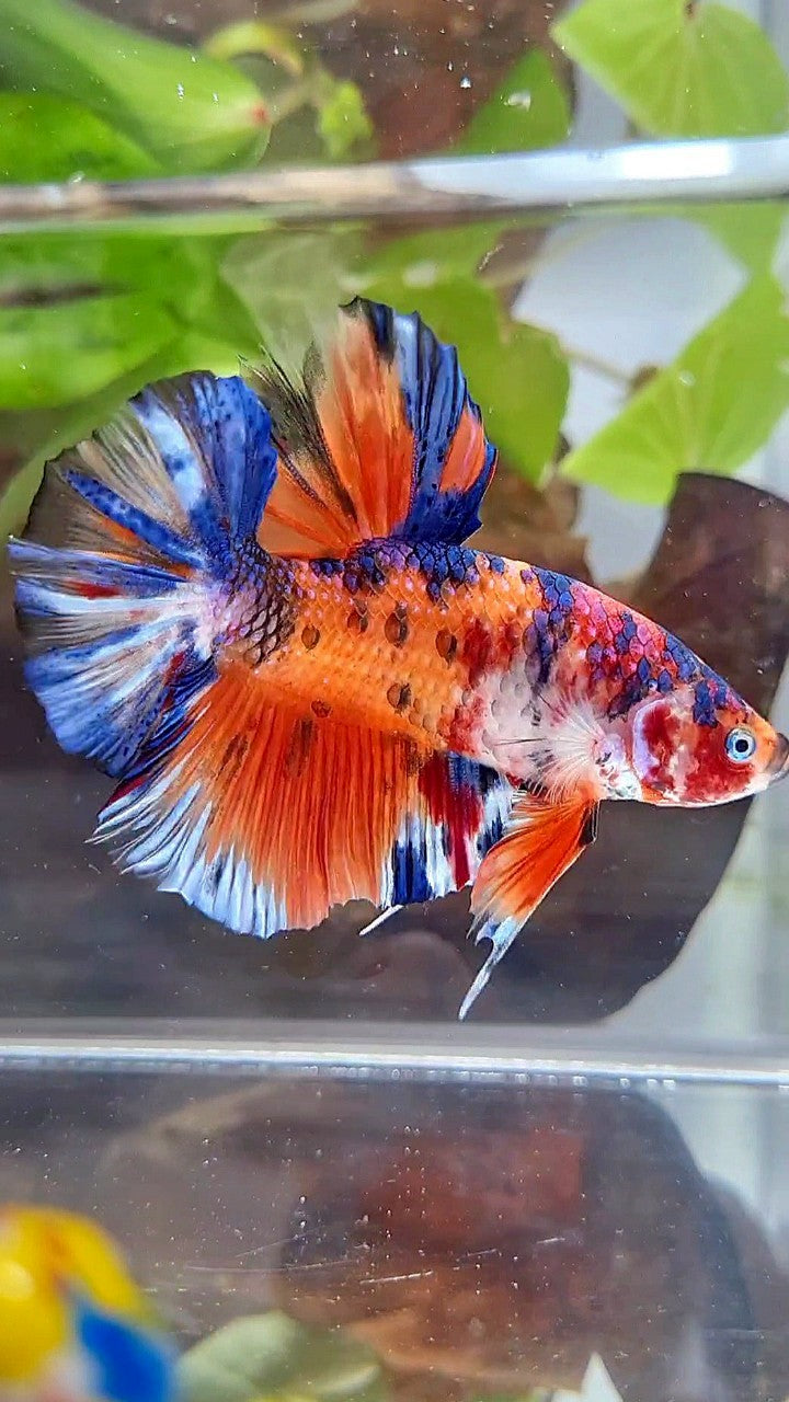GIANT HMPK BO 5,5CM+ ORANGE KOI MULTICOLOR BETTA FISH