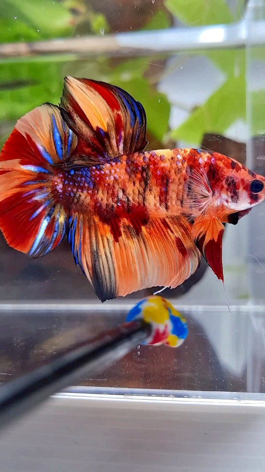 GIANT HMPK BO 5CM+ ORANGE TIGER MULTICOLOR BETTA FISH