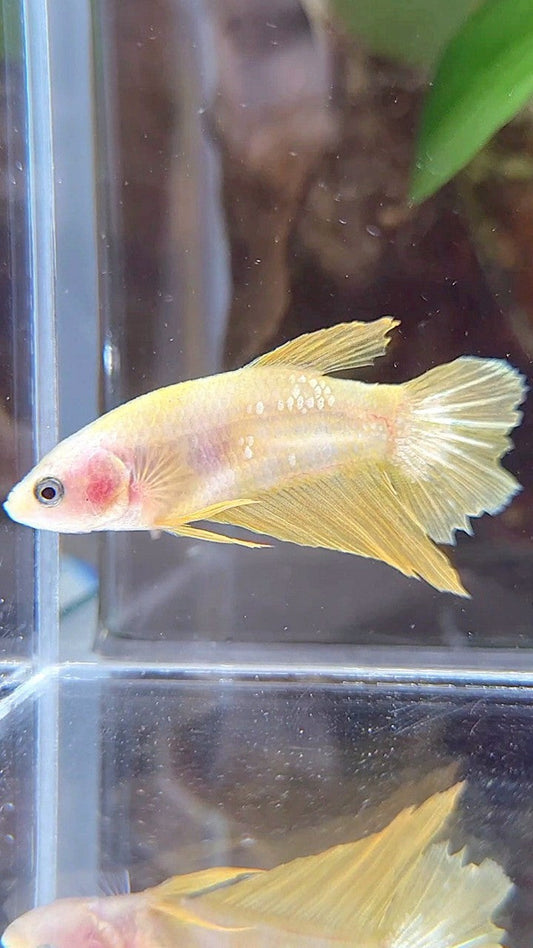 FEMALE HALFMOON YELLOW GOLD GALAXY BETTA FISH