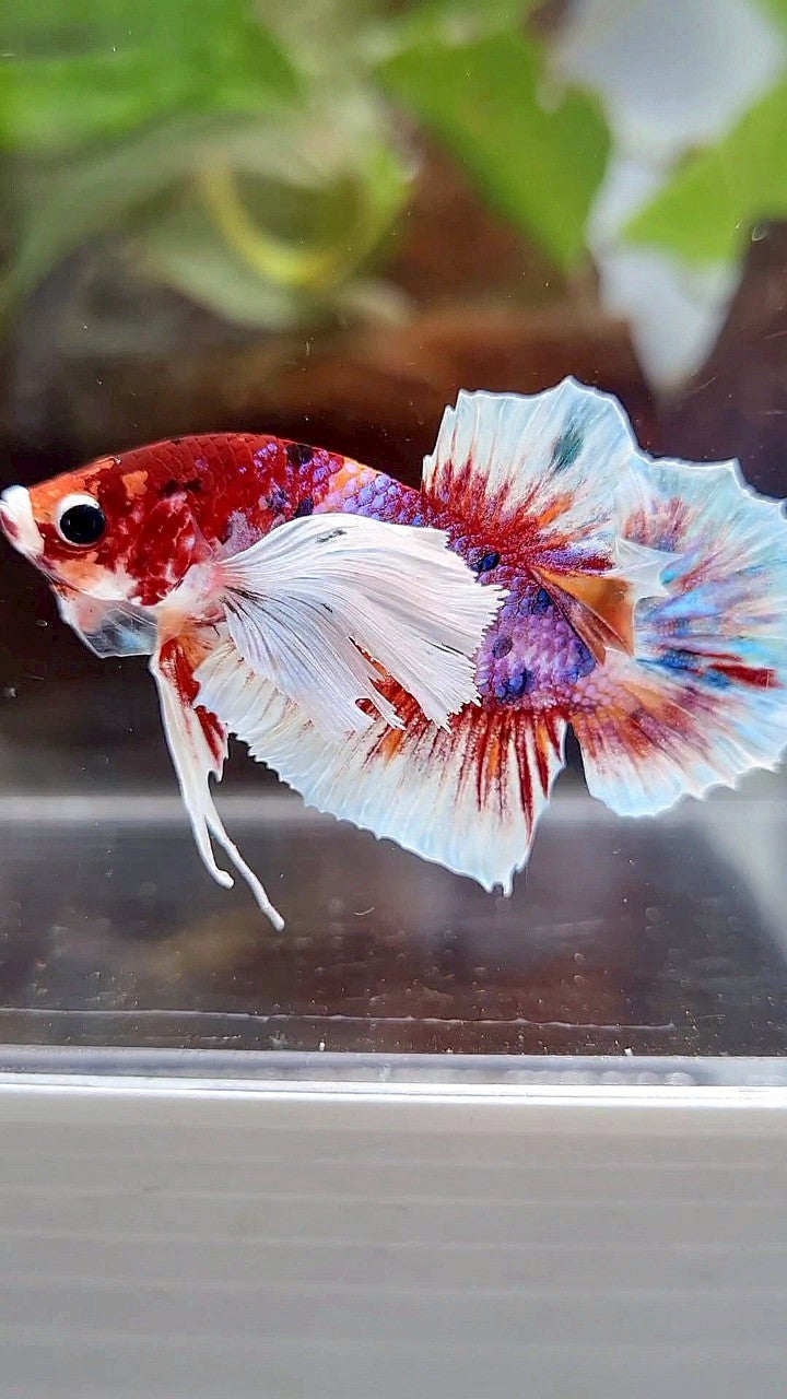 PLAKAT DUMBO EAR RED CANDY MULTICOLOR BETTA FISH