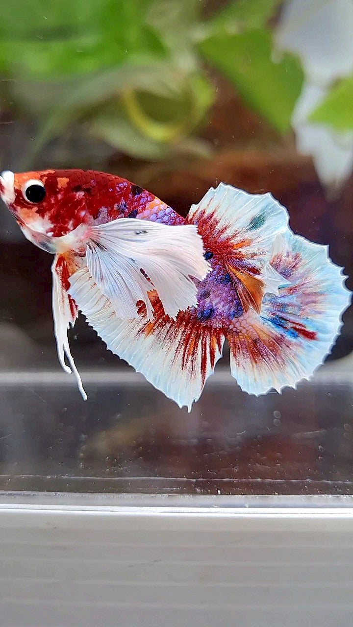 PLAKAT DUMBO EAR RED CANDY MULTICOLOR BETTA FISH