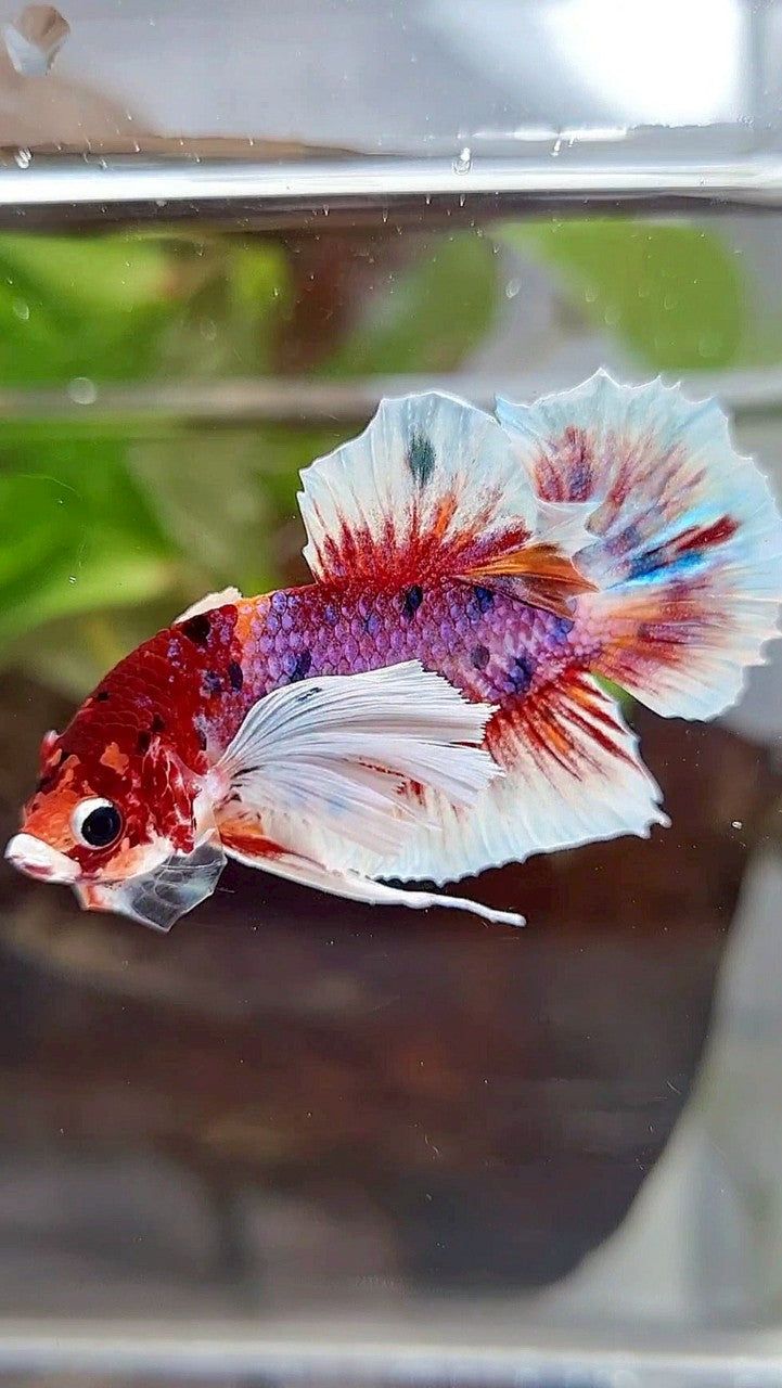 PLAKAT DUMBO EAR RED CANDY MULTICOLOR BETTA FISH