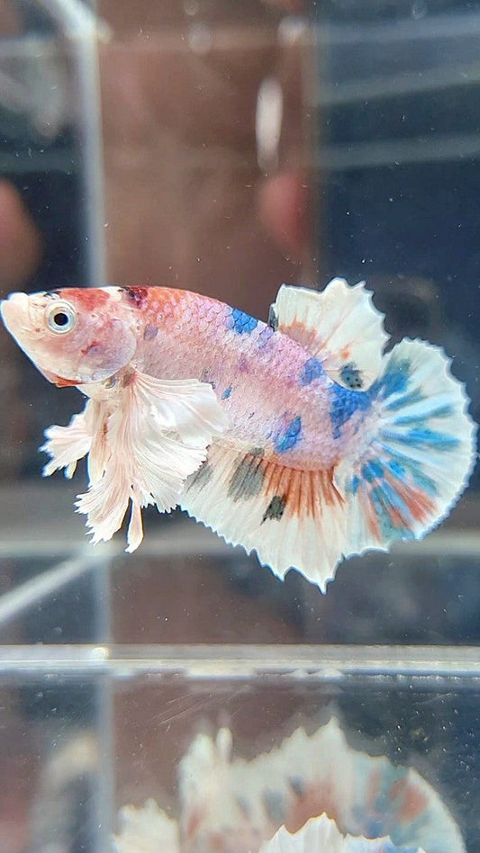 PLAKAT DUMBO EAR WHITE CANDY MULTICOLOR BETTA FISH