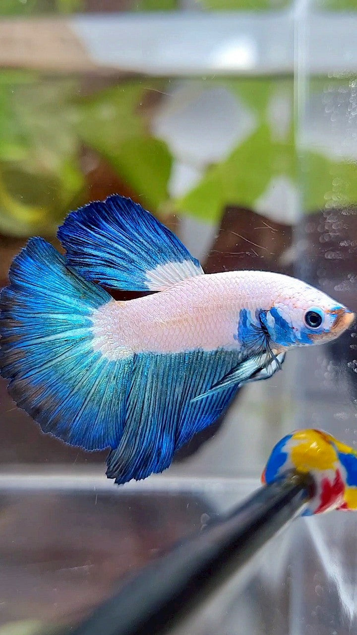 HALFMOON BLUE RIM BICOLOR BETTA FISH