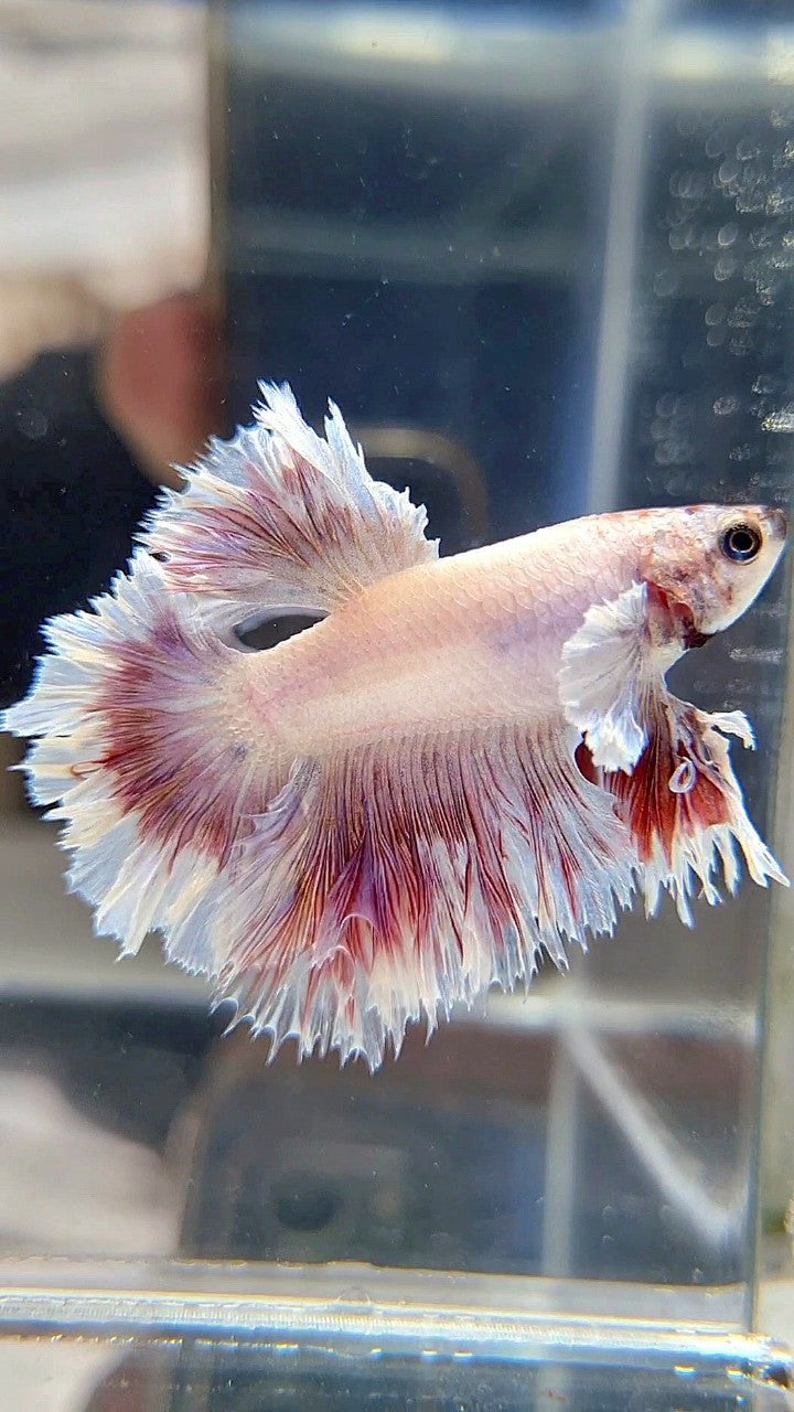 HALFMOON FEATHER TAIL BIG EAR WHITE PURPLE PATTERN BETTA FISH