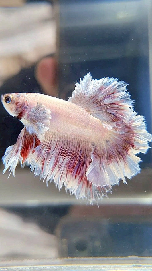 HALFMOON FEATHER TAIL BIG EAR WHITE PURPLE PATTERN BETTA FISH