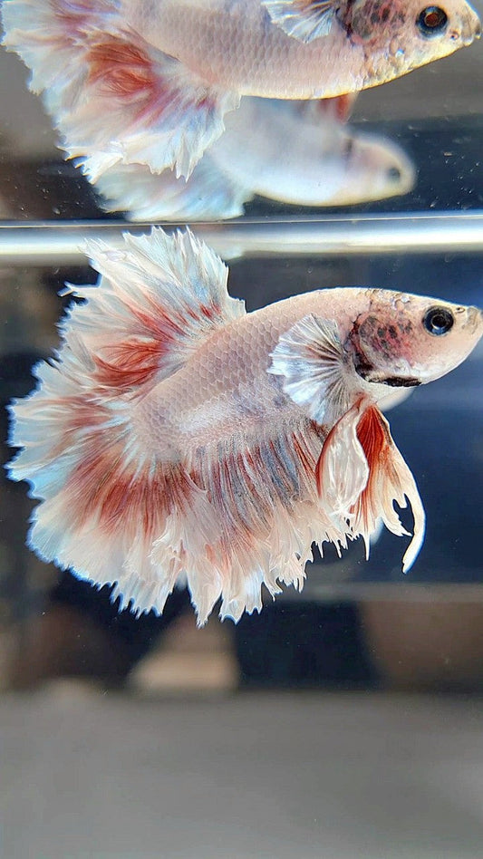 HALFMOON FEATHER TAIL WHITE RED PATTERN BETTA FISH