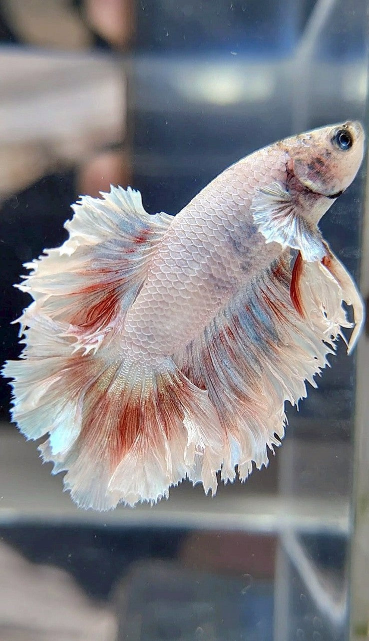 HALFMOON FEATHER TAIL WHITE RED PATTERN BETTA FISH