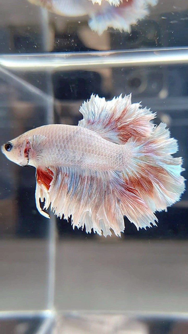 HALFMOON FEATHER TAIL WHITE RED PATTERN BETTA FISH