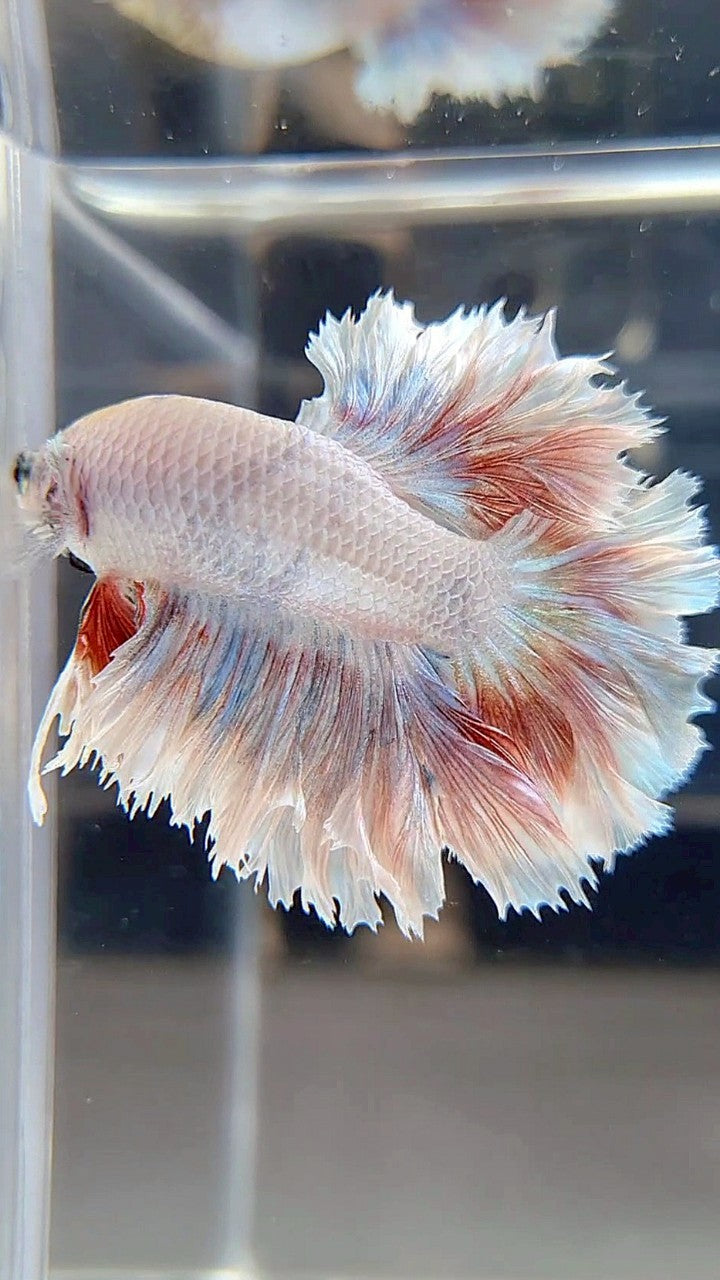 HALFMOON FEATHER TAIL WHITE RED PATTERN BETTA FISH