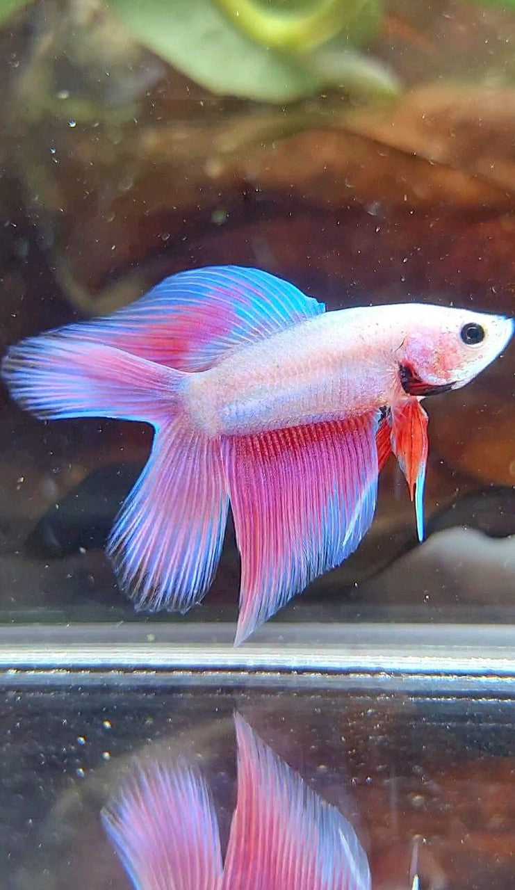 VEILTAIL DOUBLE TAIL PINK UNICORN BETTA FISH