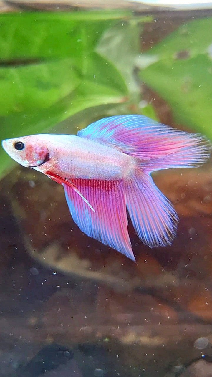 VEILTAIL DOUBLE TAIL PINK UNICORN BETTA FISH