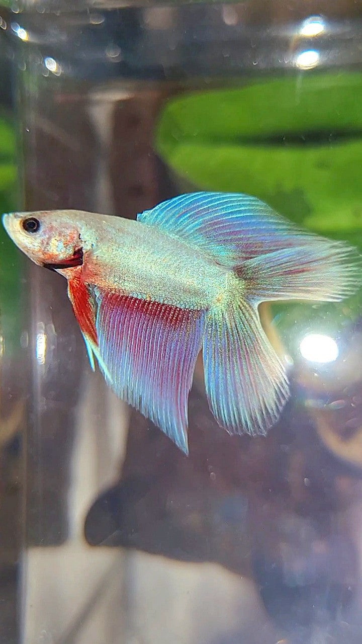 VEILTAIL DOUBLE TAIL PINK UNICORN BETTA FISH