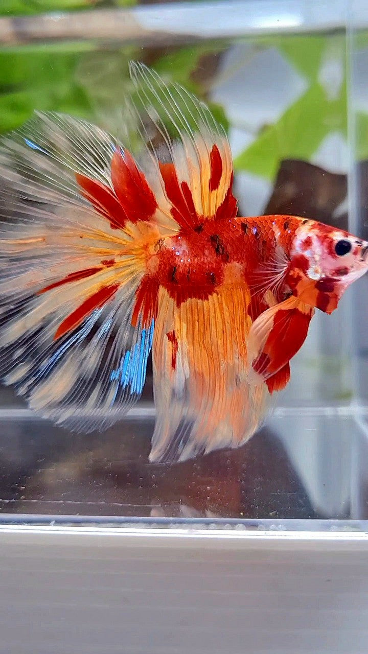 HALFMOON ROSETAIL ORANGE KOI FIRE PATTERN BETTA FISH