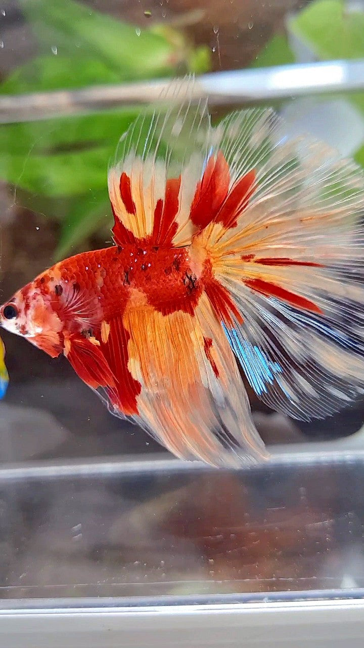 HALFMOON ROSETAIL ORANGE KOI FIRE PATTERN BETTA FISH