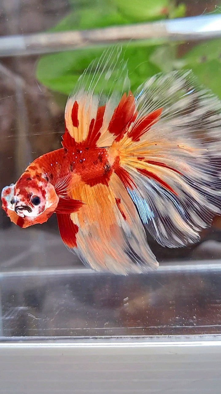 HALFMOON ROSETAIL ORANGE KOI FIRE PATTERN BETTA FISH