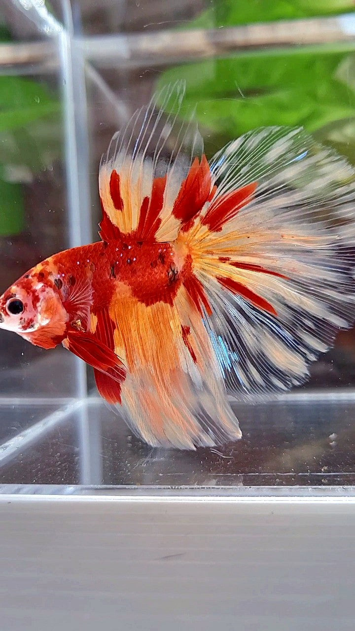 HALFMOON ROSETAIL ORANGE KOI FIRE PATTERN BETTA FISH