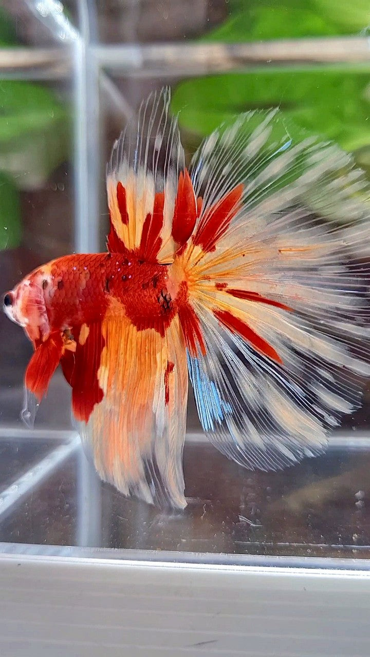 HALFMOON ROSETAIL ORANGE KOI FIRE PATTERN BETTA FISH