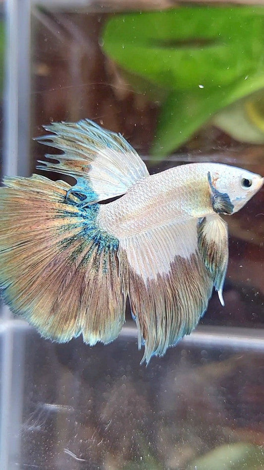 HALFMOON ROSETAIL COPPER RIM BICOLOR BETTA FISH