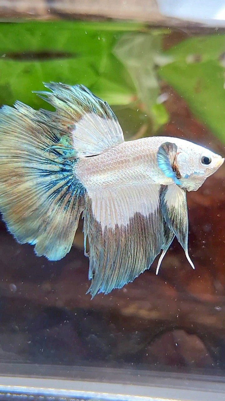 HALFMOON ROSETAIL COPPER RIM BICOLOR BETTA FISH