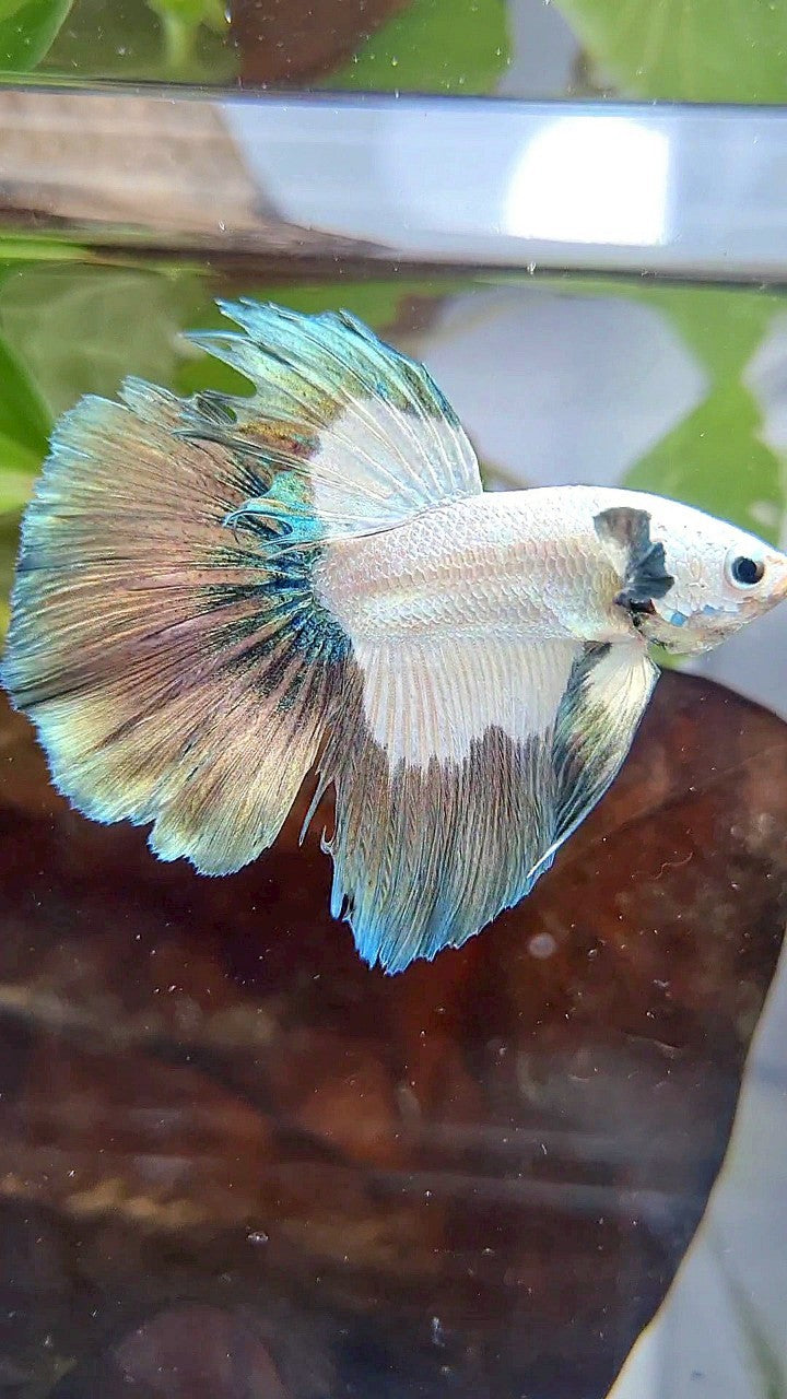 HALFMOON ROSETAIL COPPER RIM BICOLOR BETTA FISH