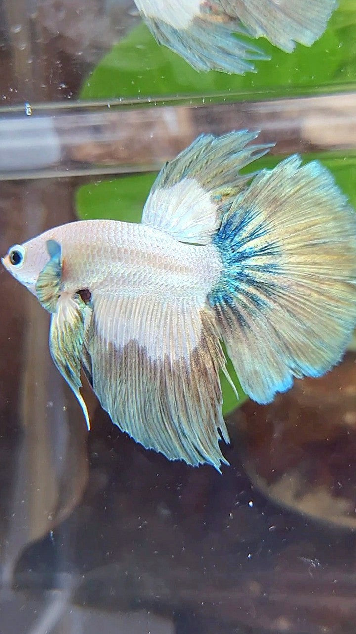 HALFMOON ROSETAIL COPPER RIM BICOLOR BETTA FISH
