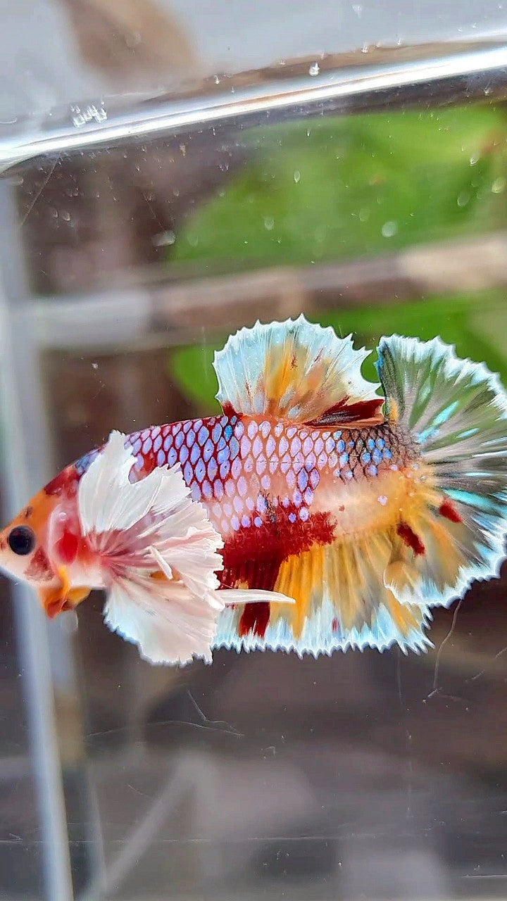 PLAKAT DUMBO EAR ORANGE CANDY KOI MULTICOLOR BETTA FISH